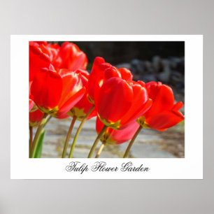 Tulpenbloementuin kunstprints Rode tulpen decor Poster