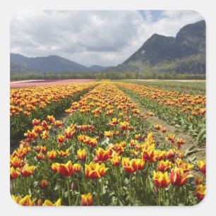 Tulpenboerderij nabij Agassiz, Brits-Columbia, Vierkante Sticker