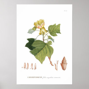 Tulpenboom Poster