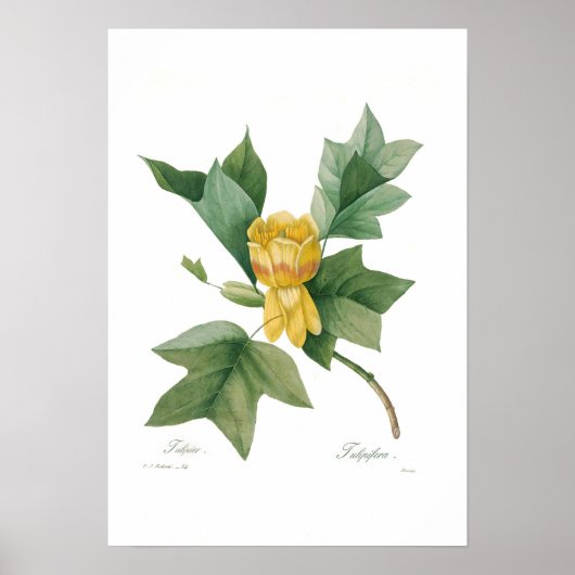 Tulpenboom Poster (Voorkant)