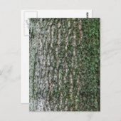 Tulpenboomstam Briefkaart (Voorkant / Achterkant)