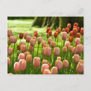 TulpenBriefkaart   Tulpen Postkarte Briefkaart
