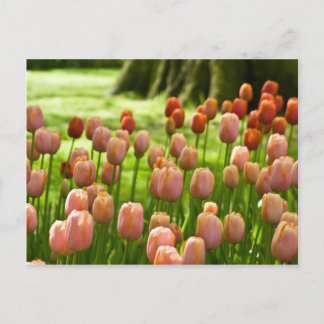 TulpenBriefkaart | Tulpen Postkarte Briefkaart