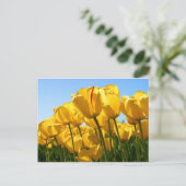 TulpenCollectie Briefkaart (Staand voorkant)