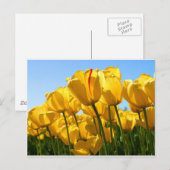 TulpenCollectie Briefkaart (Voorkant / Achterkant)