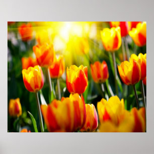 TulpenPoster Poster