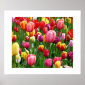 TulpenPoster Poster (Voorkant)