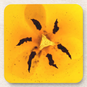 Tulpenstelen en pollen bier onderzetter