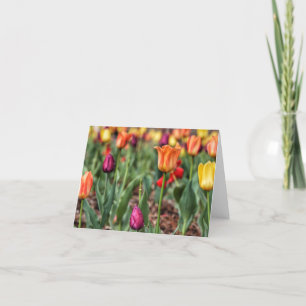 Tulpentijdschriftkaarten Kaart