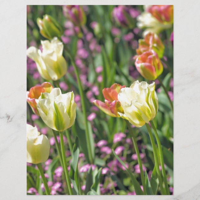 Tulpenveld (Voorkant)