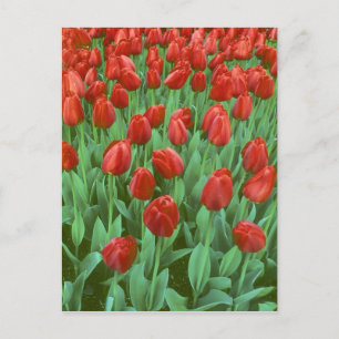 Tulpenveld bloeit in de lente. briefkaart