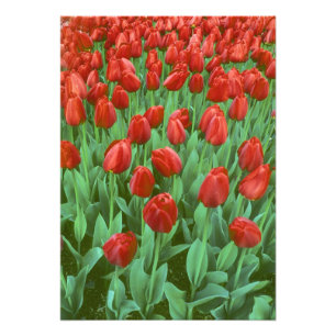 Tulpenveld bloeit in de lente. foto afdruk