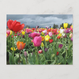 Tulpenveld Briefkaart