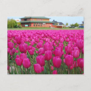 Tulpenveld Briefkaart