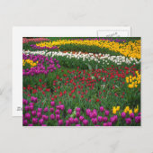 Tulpenveld Briefkaart (Voorkant / Achterkant)