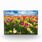 Tulpenveld Fotoblokken (Voorkant)