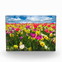 Tulpenveld Fotoblokken