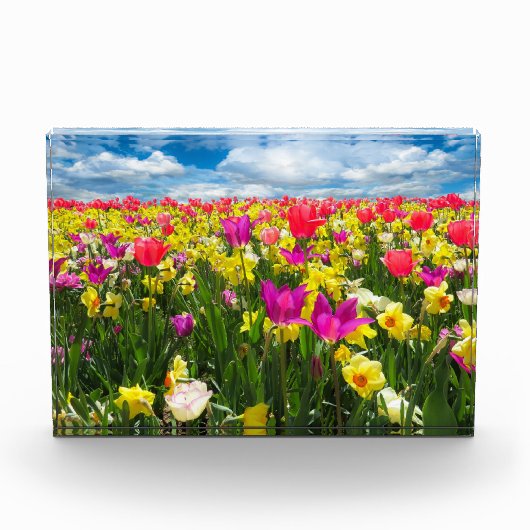 Tulpenveld Fotoblokken (Voorkant)