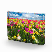 Tulpenveld Fotoblokken (Rechts)