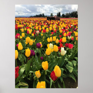 Tulpenveld met oude tractor, Oregon Poster
