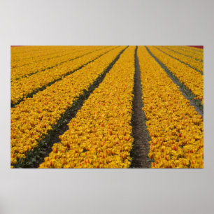 Tulpenveld, Nederland Poster