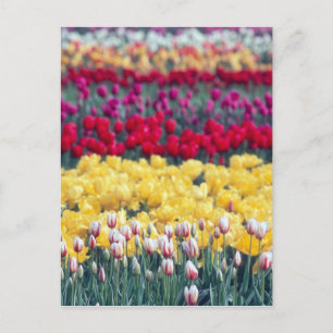 Tulpenweide in de Skagit-vallei, Briefkaart