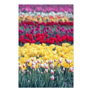 Tulpenweide in de Skagit-vallei, Foto Afdruk