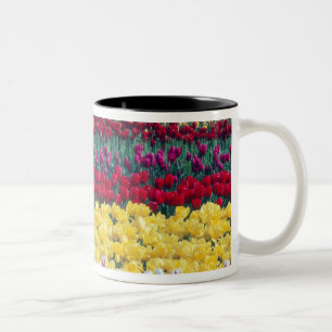 Tulpenweide in Skagit county, Tweekleurige Koffiemok