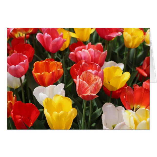 Tulpenwenskaart (Voorkant Horizontaal)
