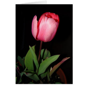 Tulpkaart