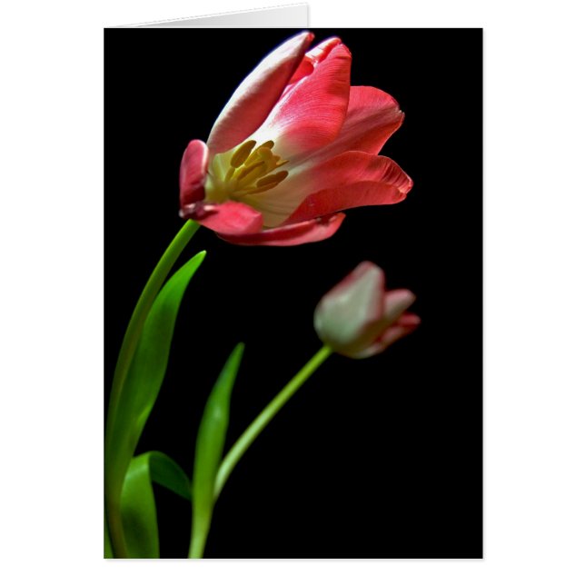 Tulp's (Voorkant)
