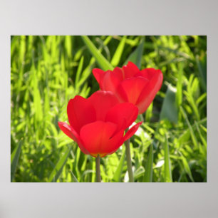 Tulps afdrukken poster