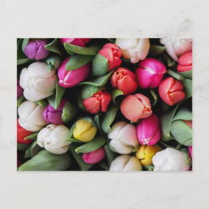 Tulps Colorful Flowers Paaslente Briefkaart