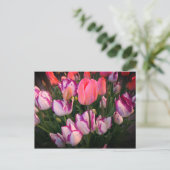 Tulps Peace Flame & Affaire Briefkaart (Staand voorkant)