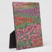 Tulpveld Fotoplaat (Zijkant)