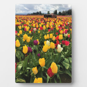 Tulpveld met oude tractor, oregon fotoplaat