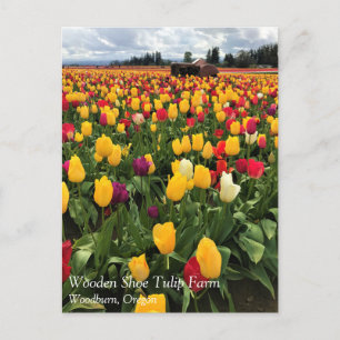 Tulpveld met oude trekker, oregon-Briefkaart Briefkaart