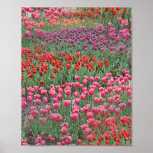 Tulpveld Poster