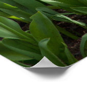 Tulpveld Poster (Hoek)