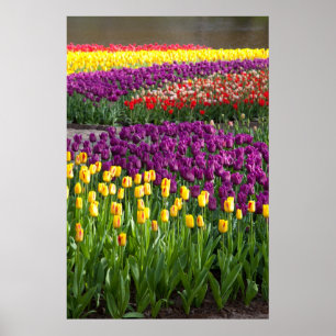 Tulpveld Poster