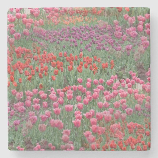 Tulpveld Stenen Onderzetter (Voorkant)