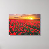Tulpvelden op zonsondergang in Nederland Canvas Afdruk (Voorkant)