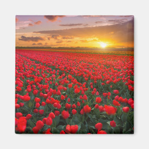 Tulpvelden op zonsondergang in Nederland Magneet