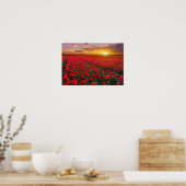 Tulpvelden op zonsondergang in Nederland Poster (Keuken)