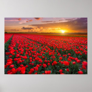 Tulpvelden op zonsondergang in Nederland Poster