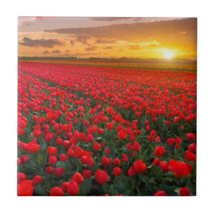 Tulpvelden op zonsondergang in Nederland Tegeltje