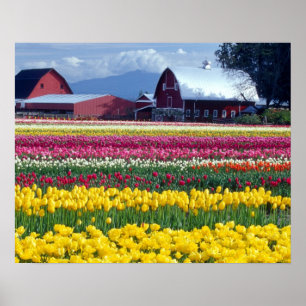 Tulpweergaveveld Poster