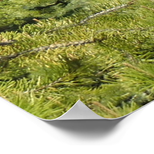 Tumalo-Herfsten, OF Poster (Hoek)