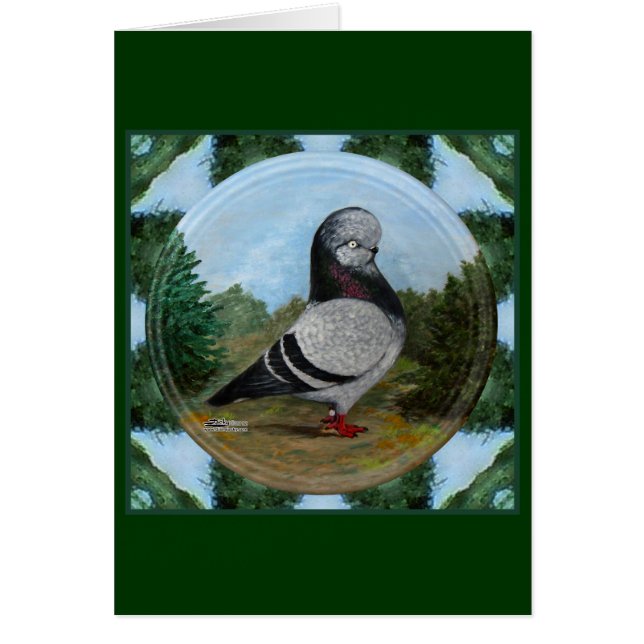 Tumbler Blue Grizzle Pigeon (Voorkant)