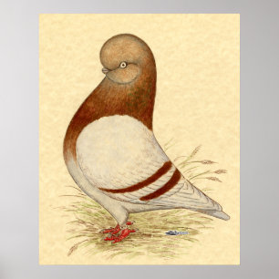 Tumbler-duif: LFCL Mealy Poster